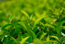 茶葉品牌應(yīng)利用包裝設(shè)計來展示產(chǎn)品品質(zhì)、地域特色等提升品牌形象和競爭力